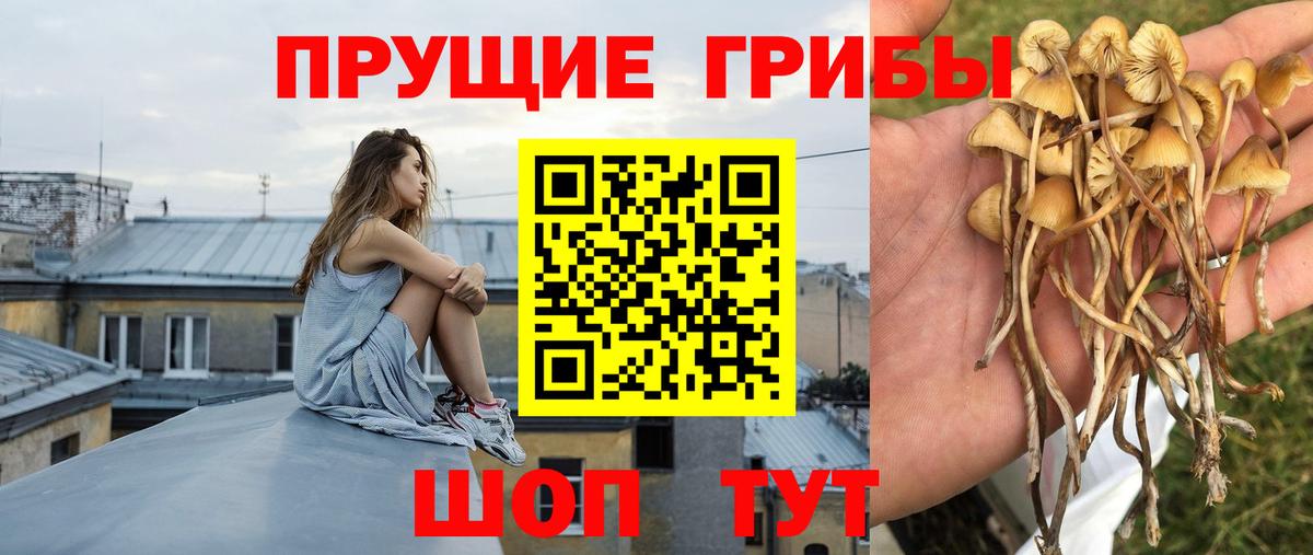 Галлюциногенные грибы прущие грибы Павлово